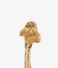 Tri-coloured Ecuadorian