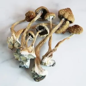 Dried Mushrooms