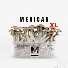 Mondo Grow Kit Mexican